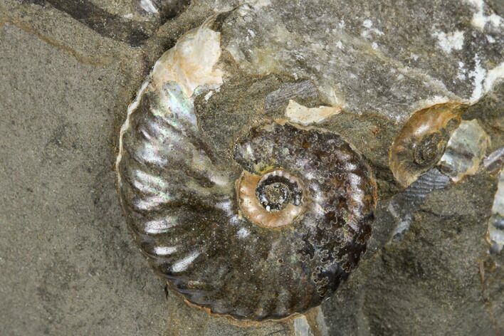 Fossil Hoploscaphites Ammonite - South Dakota #180833